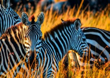 Perfect Itinerary for a Kenya Luxury Air Safari