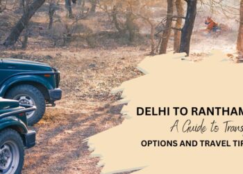 Your Delhi to Ranthambore Safari: A Comprehensive Travel Guide