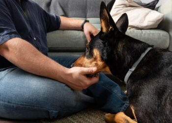 How Fenbendazole Effectively Kills Roundworms in Pets