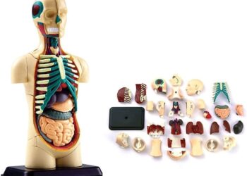 anatomy models manufacturers and suppliers in china