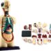 anatomy models manufacturers and suppliers in china