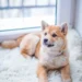 Antibiotic Tablet for Dogs: What Every Pet Owner Should Know