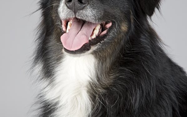 Dog Skin Infection Medicine Tablet: A Complete Guide for Pet Owners