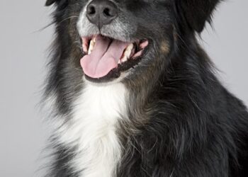 Grain Free Dog Food – Is It the Right Choice for Your Pet?