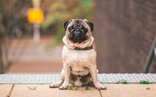 Buy Grain Free Dog Food – How to Choose the Best for Your Furry Friend