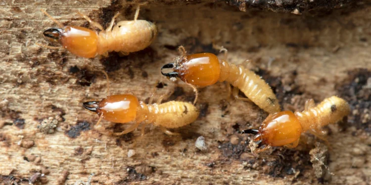 termites barrier