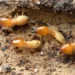 termites barrier