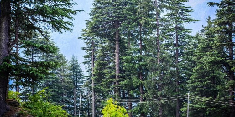 Shimla-Manali-Package