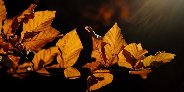 golden triangle india