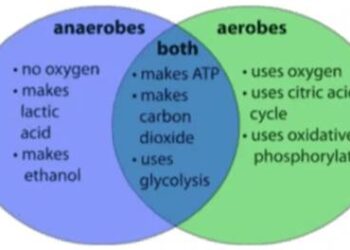 what-is-the-difference-between-aerobes-and-anaerobes