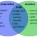 what-is-the-difference-between-aerobes-and-anaerobes
