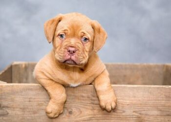 Treadmill for Dogs | DogTreadmill for sale at Treadmillfordogs.com