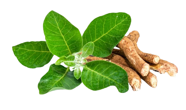 Does Ashwagandha Pills Make You Horny?