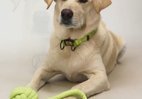 Buy pet Accessories online