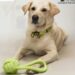 Buy pet Accessories online