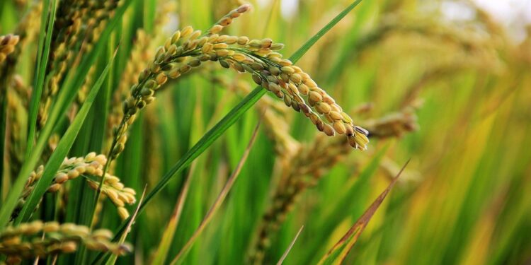 extra long grain basmati rice