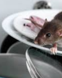 Insect-Specific Treatments