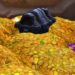MMOGAH’s TBC Anniversary Gold Packages – Best Deals Right Now