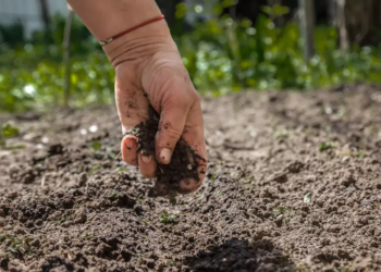 Why Composting Consulting Services Are Essential for Sustainable Operations