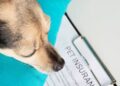 pet insurance