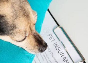 pet insurance