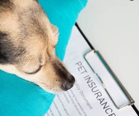 pet insurance